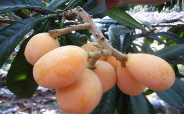 枇杷的作文600字6篇