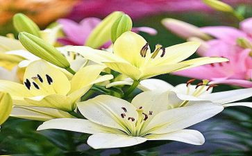 百合同8篇