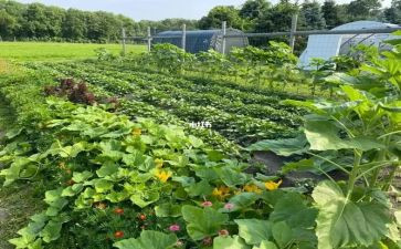 买菜小学生作文6篇