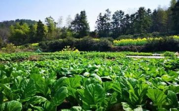 蔬菜租赁合同6篇