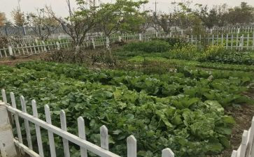 奶奶的小菜园的作文模板6篇