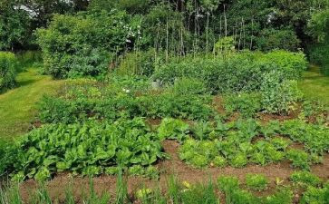 中班菜园里教案5篇
