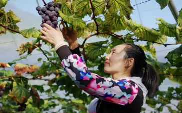 橘子采摘节活动方案5篇