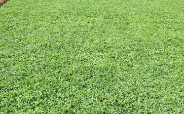看《草房子》读后感参考7篇
