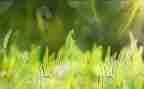 《草房子》一章读后感7篇