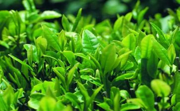 大班有关茶的教案精选6篇