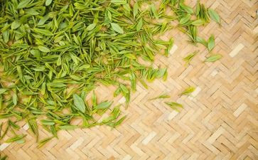 茶活动讲话稿最新7篇