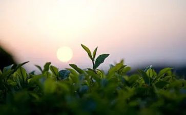 大班有关茶的教案优秀7篇