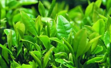 茶活动讲话稿精选5篇