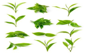 茶花心得体会8篇
