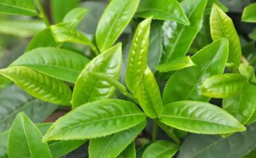 开展茶活动总结模板6篇