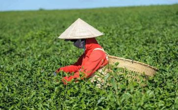 茶活动讲话稿5篇