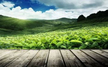 茶艺课学习心得体会7篇