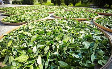 茶的英文演讲稿6篇