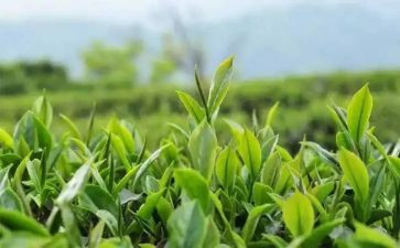 幼儿园大班茶的教案反思6篇