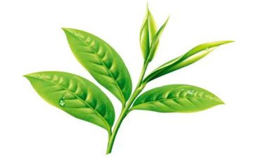 茶艺展活动总结5篇