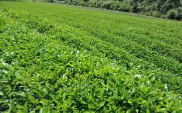 开展茶活动总结通用7篇
