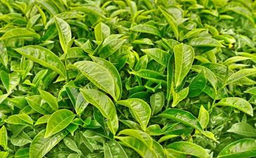 茶活动讲话稿通用7篇