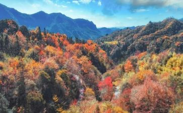 重阳节登高作文最新7篇