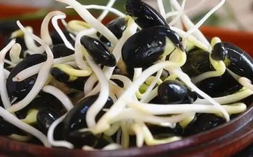 种豆芽的作文优秀7篇