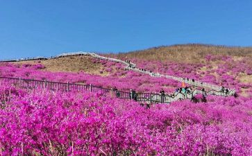 杜鹃坡作文模板5篇