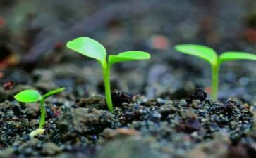 小种子发芽了教案8篇