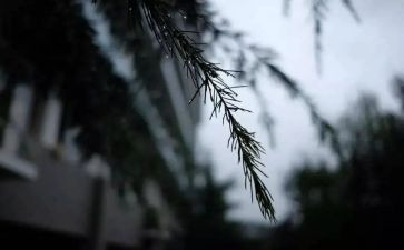 东风雨读后感8篇