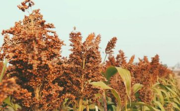读《红高粱》心得体会8篇