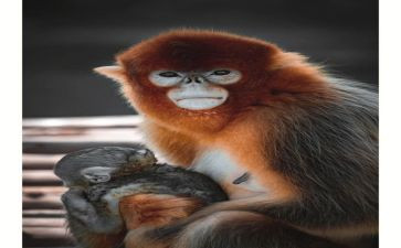 板子猴读后感6篇