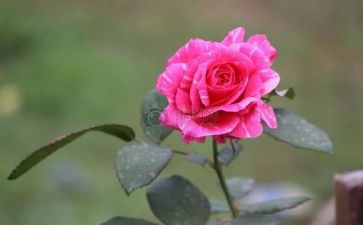 朝花夕后记读后感8篇