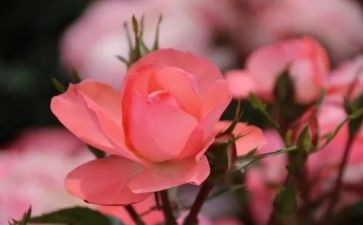 朝花夕拾无常读后感5篇