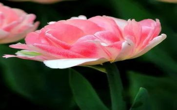 插花活动总结6篇
