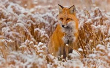 红狐狸读后感推荐8篇