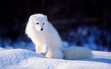 红狐狸读后感最新6篇