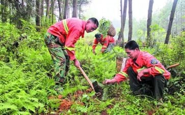护林员个人述职报告8篇