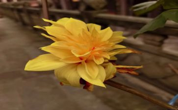 雏菊作文500字8篇
