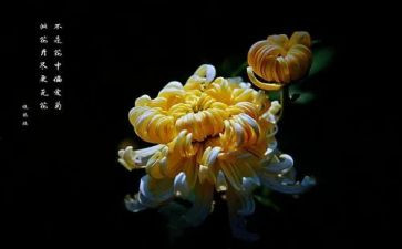 养菊花作文400字作文7篇