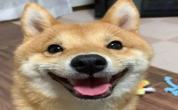 作文他开心了600字通用7篇