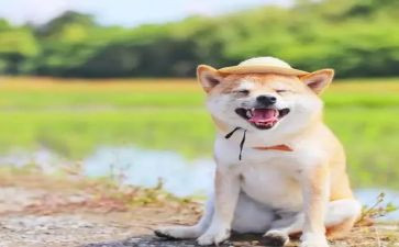 讲一件开心的事作文模板7篇