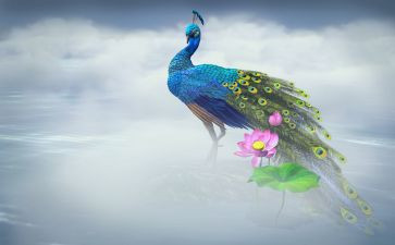 氓孔雀东南飞读后感8篇