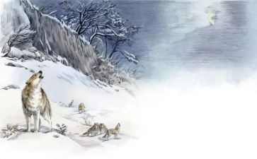 l狼王梦的读后感模板6篇