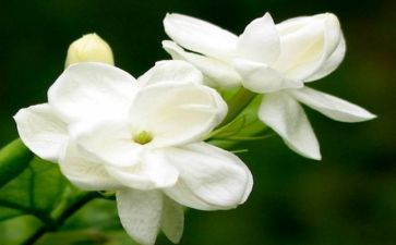 茉莉花教案6篇