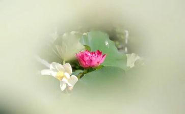 榴莲,作文6篇