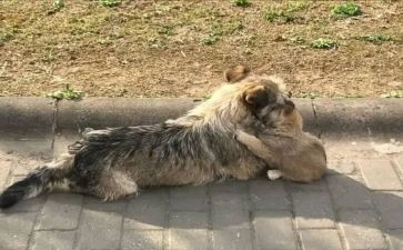 流浪狗和流浪猫读后感优秀6篇