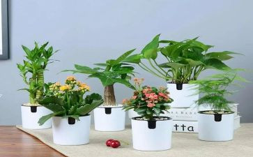 绿野仙踪英文读后感5篇