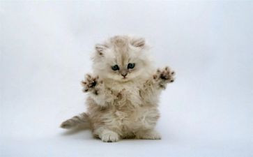 老鼠和猫的读后感6篇