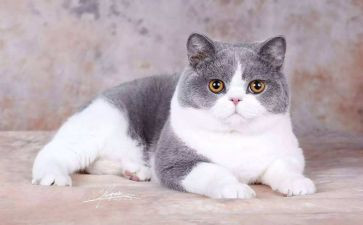 《猫武士》读后感8篇