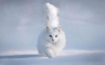 熊猫我介绍作文优质8篇