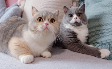 猫的活动方案通用6篇
