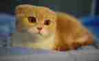 我的猫作文200字7篇